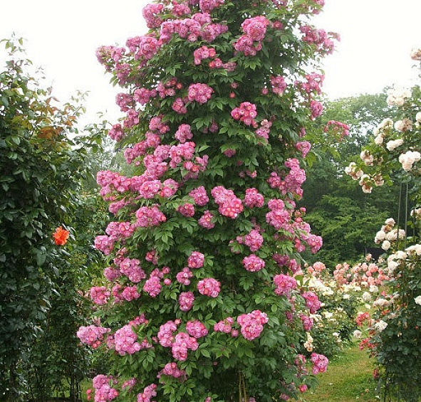 Перенниал Блю (Perennial Blue)